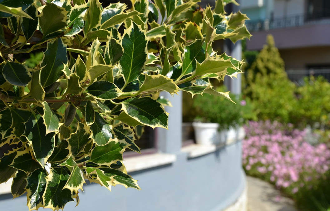 Ilex aquifolium ‘Argentea Marginata’ (Holly)