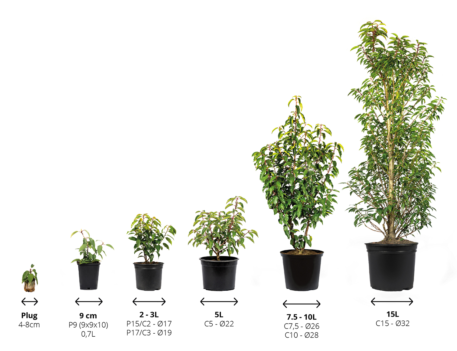 Understanding Pot Sizes Greenwood Plants