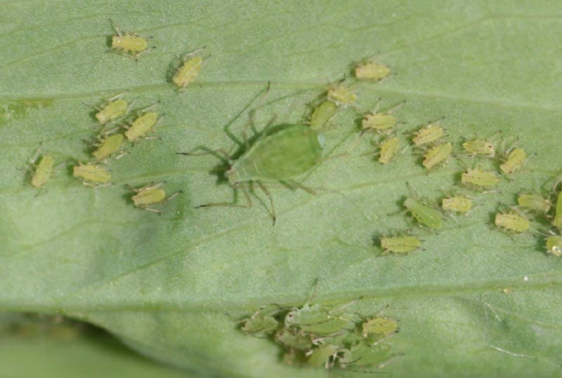 aphids