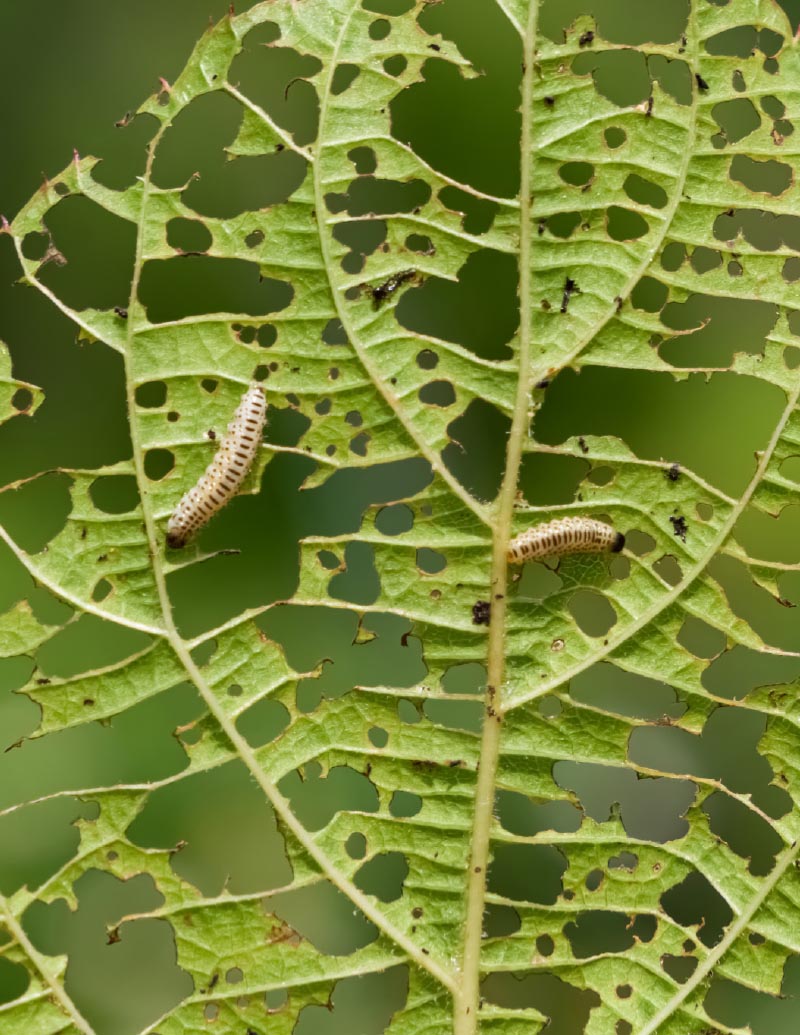 Caterpillar