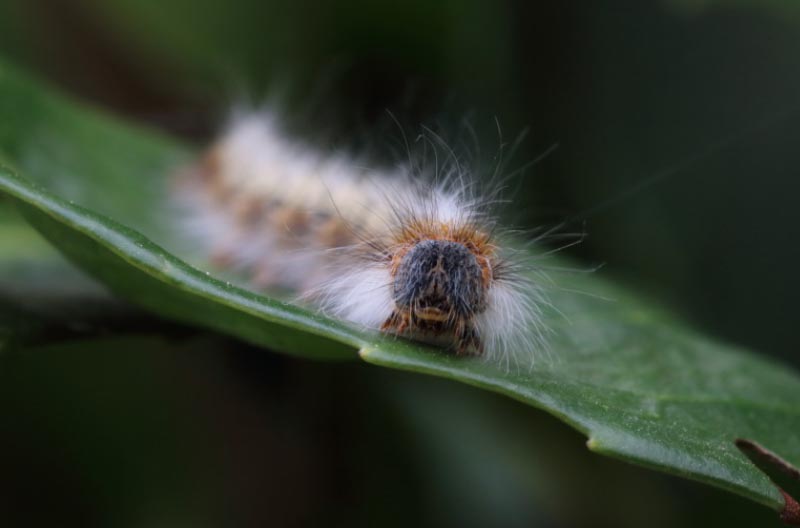 Caterpillar