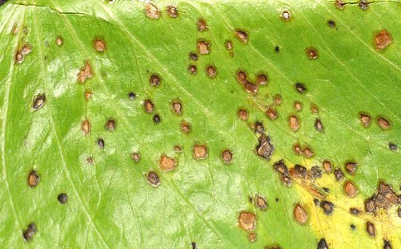 aphids