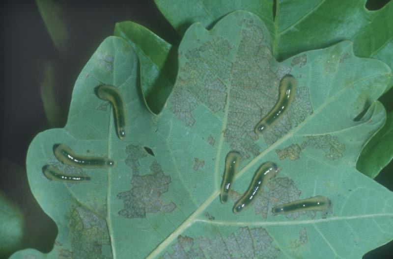 whitefly